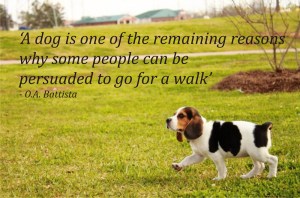 Dog walk quote