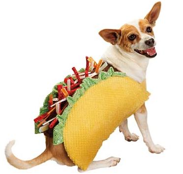 taco dog